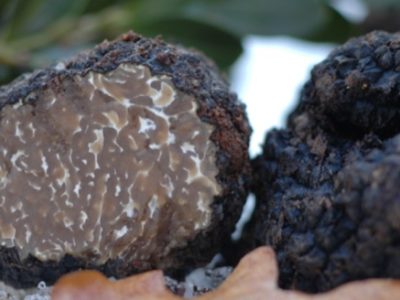 Concurso para el cartel de la XVI edición de la FERIA DE LA TRUFA DE MOLINA